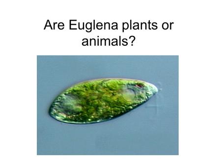 Are Euglena plants or animals?. NEITHER! Euglena are protists: a single celled, eukaryotic organism Some euglena have chloroplasts Some euglena are highly.