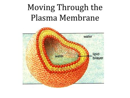 Moving Through the Plasma Membrane