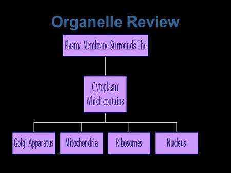 Organelle Review Protein Synthesis and Secretion Ribosomes attach to the E.R. and make protein Protein is then sent to the Golgi Apparatus The G.A. packages.