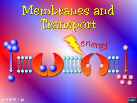 © SSER Ltd.. Membrane Structure All biological membranes are composed mainly of lipid and protein molecules PHOSPHOLIPIDS – the most abundant CHOLESTEROL.
