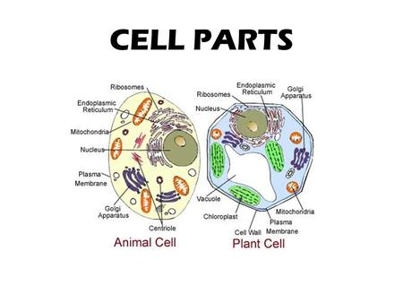 Cell Parts and Their Jobs - ppt download