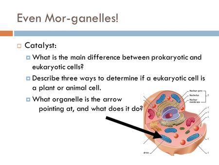 Even Mor-ganelles!  Catalyst:  What is the main difference between prokaryotic and eukaryotic cells?  Describe three ways to determine if a eukaryotic.
