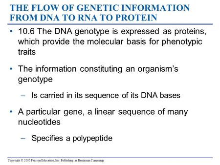 Copyright © 2005 Pearson Education, Inc. Publishing as Benjamin Cummings THE FLOW OF GENETIC INFORMATION FROM DNA TO RNA TO PROTEIN 10.6 The DNA genotype.