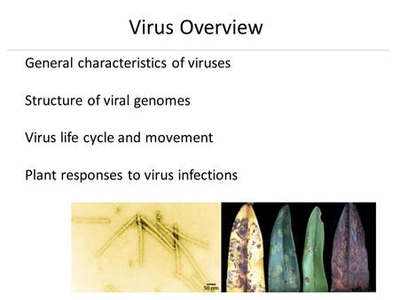 Virus Overview General characteristics of viruses