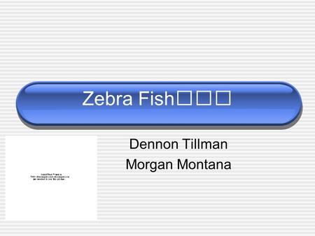 Zebra Fish Dennon Tillman Morgan Montana. History of the Zebrafish Zebrafish, Danio rerio, are freshwater fish that were originally found in slow streams.