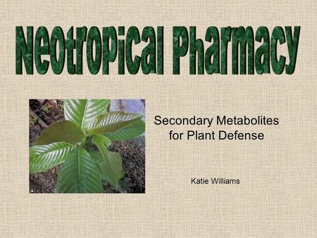 Katie Williams Secondary Metabolites for Plant Defense.
