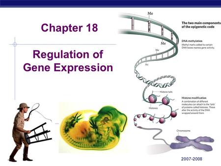 AP Biology 2007-2008 Chapter 18 Regulation of Gene Expression.