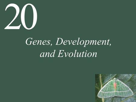 20 Genes, Development, and Evolution. 20 Genes, Development, and Evolution 20.1 How Can Small Genetic Changes Result in Large Changes in Phenotype? 20.2.