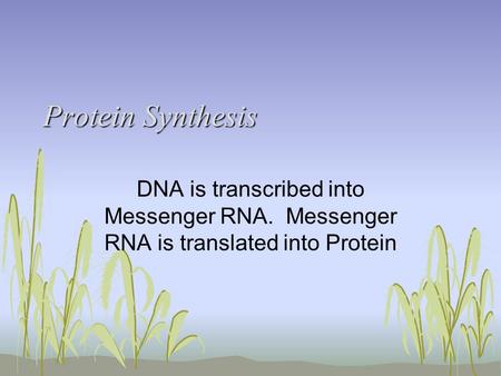 Protein Synthesis DNA is transcribed into Messenger RNA. Messenger RNA is translated into Protein.