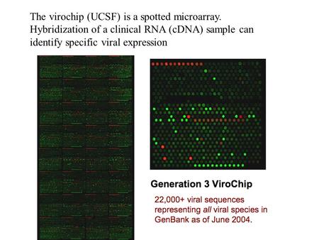 The virochip (UCSF) is a spotted microarray. Hybridization of a clinical RNA (cDNA) sample can identify specific viral expression.