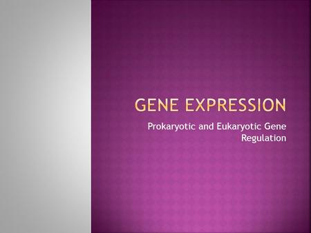 Prokaryotic and Eukaryotic Gene Regulation.  Regulatory gene  Transcriptional control  Posttranscriptional  Translational control  Posttranslational.