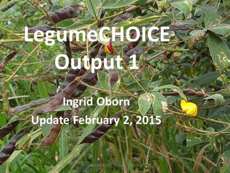 LegumeCHOICE Output 1 Ingrid Oborn Update February 2, 2015 LegumeCHOICE Output 1 Reporting.