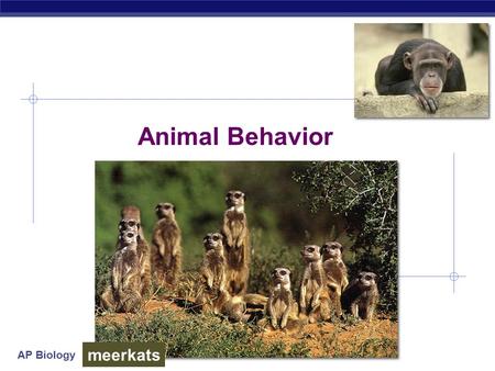 AP Biology Animal Behavior meerkats. AP Biology Why study behavior?  Evolutionary perspective…  part of phenotype  acted upon by natural selection.