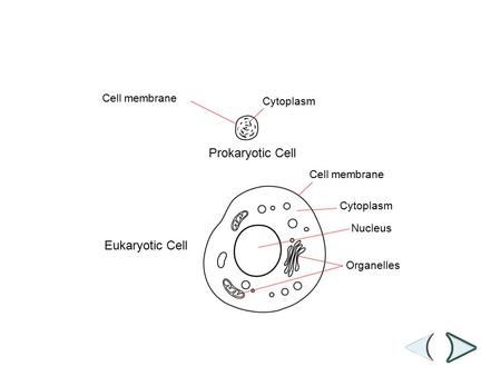 Prokaryotic Cell Cell membrane Cytoplasm Nucleus Organelles Eukaryotic Cell Section 7-1 Prokaryotic and Eukaryotic Cells.