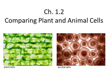 Ch. 1.2 Comparing Plant and Animal Cells