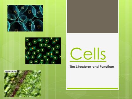 The Structures and Functions