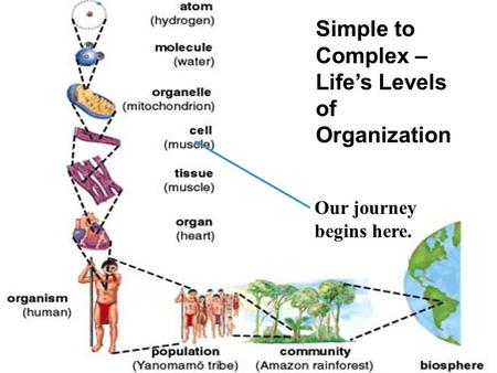Simple to Complex – Life’s Levels of Organization