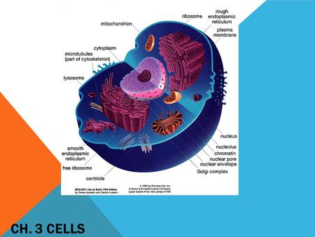 CH. 3 CELLS. Gives the cell shape, structure and helps it move Made of:  Microfilaments  Intermediate filaments  Microtubules CYTOSKELETON.