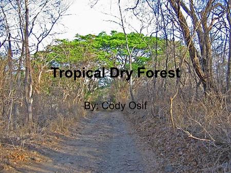 Tropical Dry Forest By: Cody Osif. Climate Tropical Dry Forests climate are warm year-round, and may receive several hundred centimeters of rain per year.