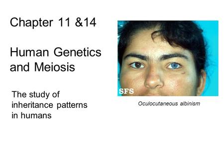 Chapter 11 &14 Human Genetics and Meiosis