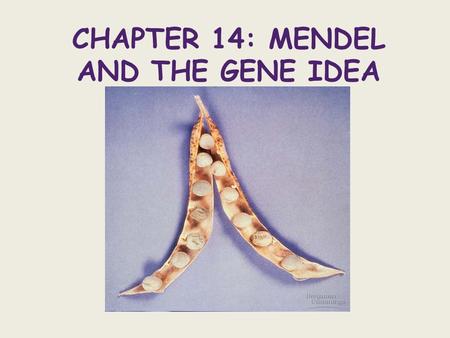 CHAPTER 14: MENDEL AND THE GENE IDEA. Gregor Mendel - ~1857 grew peas and discovered patterns in inheritance Gene - a specific sequence (section) of DNA.