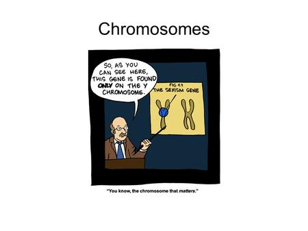 Chromosomes. Learning Objectives By the end of this class you should understand: The purpose of a karyotype The reason mitosis must be stimulated during.