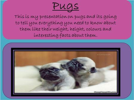 Pugs This is my presentation on pugs and its going to tell you everything you need to know about them like their weight, height, colours and interesting.
