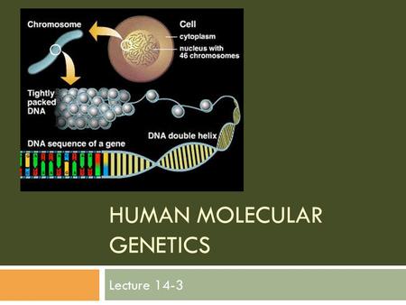 HUMAN MOLECULAR GENETICS Lecture 14-3. Genetic testing Genetic tests are now available for hundreds of disorders. Parents can find out if they carry defective.