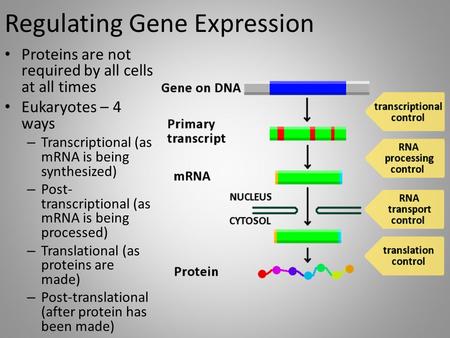Regulating Gene Expression Proteins are not required by all cells at all times Eukaryotes – 4 ways – Transcriptional (as mRNA is being synthesized) – Post-