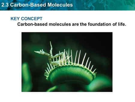 2.3 Carbon-Based Molecules KEY CONCEPT Carbon-based molecules are the foundation of life.