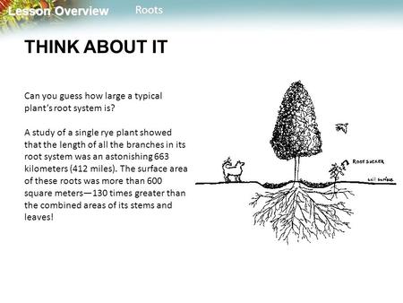Lesson Overview Lesson OverviewRoots THINK ABOUT IT Can you guess how large a typical plant’s root system is? A study of a single rye plant showed that.