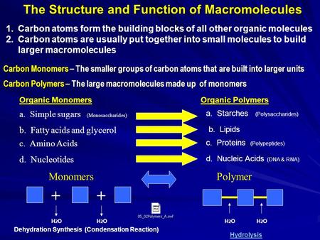 Carbon Monomers – The smaller groups of carbon atoms that are built into larger units Carbon Polymers – The large macromolecules made up of monomers ++