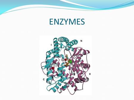ENZYMES. Enzymes Enzymes are biological catalysts, they increase the rate of over 4000 reactions in the body. The name of an enzyme often ends in –ase.