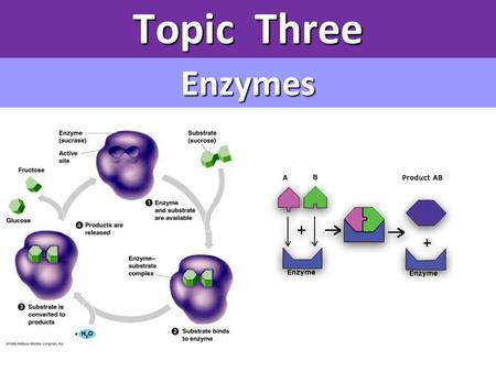 Topic Three Enzymes.