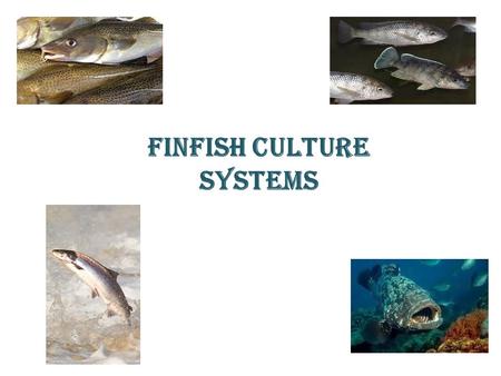 FINFISH CULTURE SYSTEMS