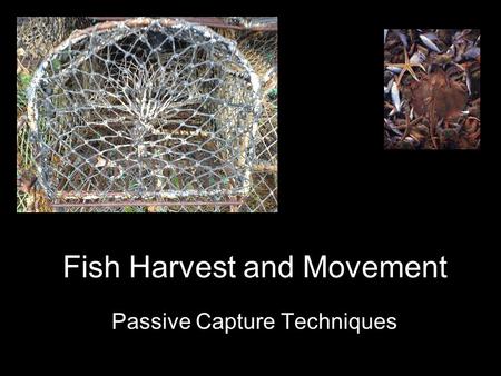 Passive Capture Techniques Fish Harvest and Movement.