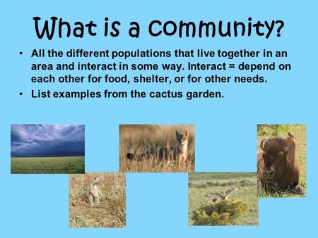 What is a community? All the different populations that live together in an area and interact in some way. Interact = depend on each other for food, shelter,