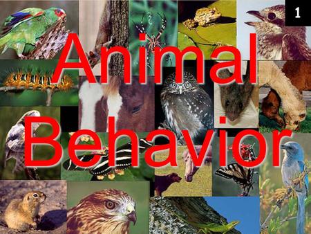 1 Animal Behavior.