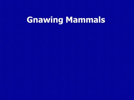 Gnawing Mammals. Mammal Characteristics  Warm – Blooded  Usually have a protective coat of hair and a bony skeleton  Babies are fed milk with mammary.