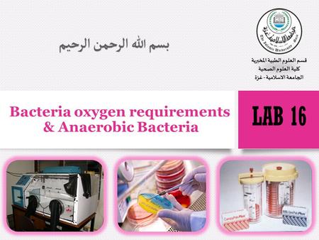 Bacteria oxygen requirements