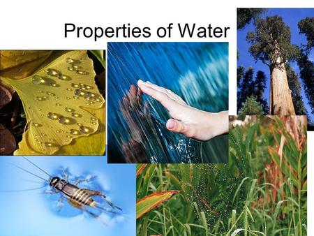 Properties of Water. Water: 2 atoms of hydrogen, one of oxygen Held together by strong, covalent bond - electrons are ‘shared’ Water molecules interact.