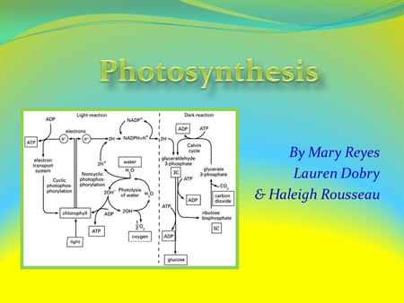 By Mary Reyes Lauren Dobry & Haleigh Rousseau Basic Information Photosynthesis involves the conversion of : light energy chemical energy Light from the.