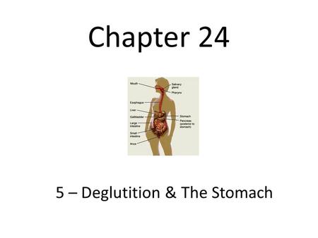 5 – Deglutition & The Stomach
