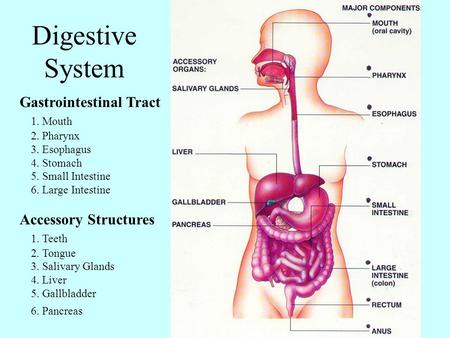 Digestive System Gastrointestinal Tract 1. Mouth Accessory Structures
