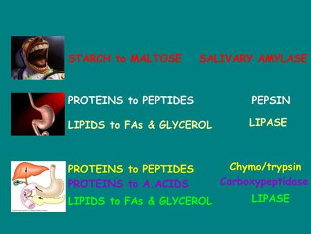 What happens where? STARCH to MALTOSESALIVARY AMYLASE REACTANT/PRODUCTENZYME PROTEINS to PEPTIDES LIPASE Chymo/trypsin LIPIDS to FAs & GLYCEROL PROTEINS.