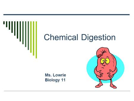 Chemical Digestion Ms. Lowrie Biology 11. Enzymes  Biological catalysts  Made in ribosomes = proteins  Three types in digestion: Carbohydrase Lipase.