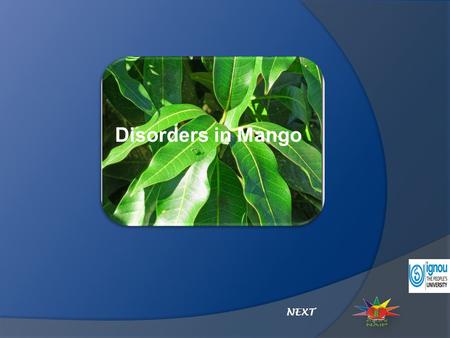 Disorders in Mango NEXT.