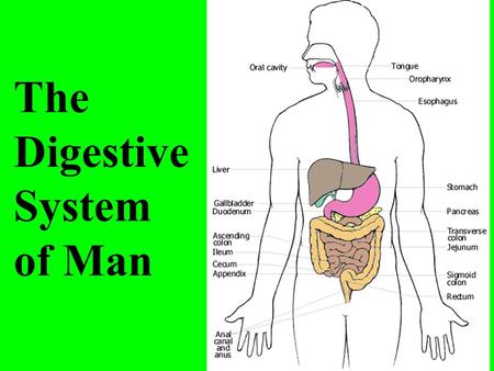 The Digestive System of Man.