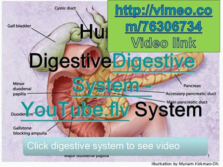 Human DigestiveDigestive System - YouTube.flv System