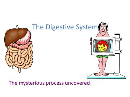 The Digestive System The mysterious process uncovered!